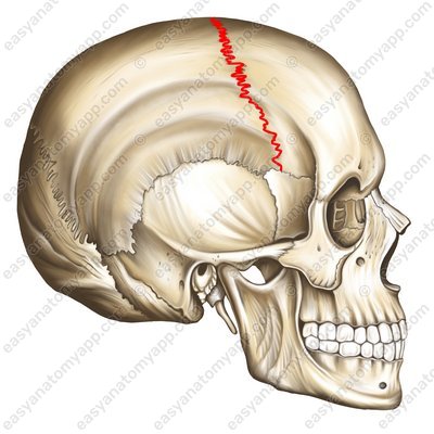 Coronal suture (sutura coronalis)